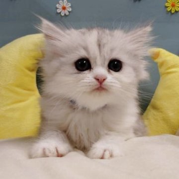 ミヌエット(長足)【北海道・女の子・2025年9月12日・シェルトーティシェル】の写真「あどけない瞳が可愛さ満点💓💞」