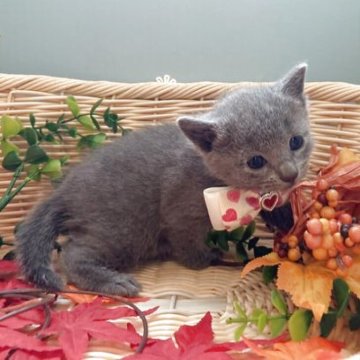 ロシアンブルー【北海道・男の子・2025年9月23日・ブルー】の写真「毎日が元気いっぱいの甘えたちゃん💓💞」