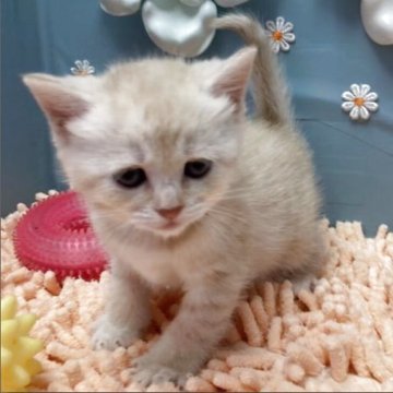 マンチカン(長足)【北海道・女の子・2025年4月8日・クリームマッカレルタビー】の写真「可愛さ満点💓💞」