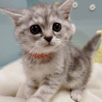 ミヌエット(長足)【北海道・女の子・2025年9月12日・ブルーシルバーパッチドタビー】の写真「あどけない瞳が可愛さ満点💓💞」