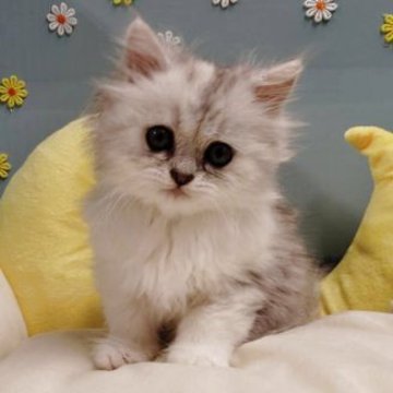 ミヌエット(長足)【北海道・女の子・2025年9月12日・シェルトーティシェル】の写真「あどけない瞳が可愛さ満点💓💞」