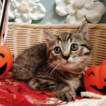 マンチカン(短足)【北海道・男の子・2025年8月10日・ブラウンマッカレルタビー】の写真「2兄弟の甘えたくん」