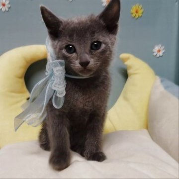 ロシアンブルー【北海道・男の子・2025年10月7日・ブルー】の写真「毎日が元気いっぱいの甘えたちゃん」