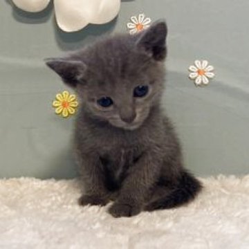 ロシアンブルー【北海道・女の子・2025年10月7日・ブルー】の写真「毎日が元気いっぱいの甘えたちゃん」