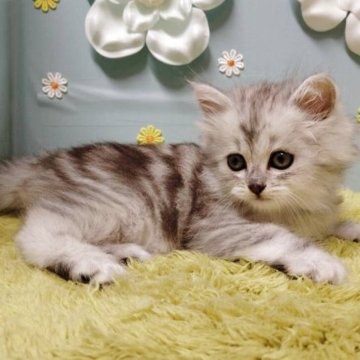 サイベリアン【北海道・女の子・2025年12月27日・シルバータビー】の写真「とても可愛い甘えたチャン」