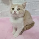 マンチカン(長足)