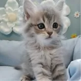 サイベリアン