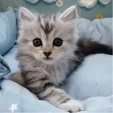 サイベリアン