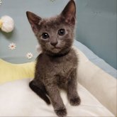 ロシアンブルー