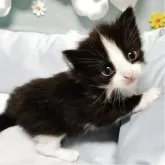 ノルウェージャンフォレストキャット