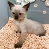 オリエンタルショートヘア