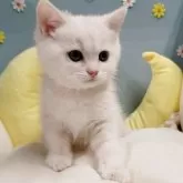 ミヌエット(長足)