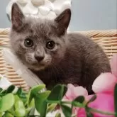 ロシアンブルー