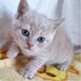 ブリティッシュショートヘア