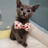 ロシアンブルー