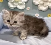 ミヌエット(長足)【北海道・女の子・2025年6月23日・シルバーマッカレルタビー】の写真2