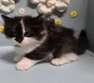 ノルウェージャンフォレストキャット【北海道・男の子・2024年11月17日・ブラウンタビー&ホワイト】の写真2