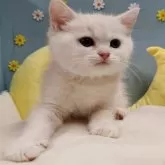 ミヌエット(長足)【北海道・男の子・2025年9月12日・クリームカメオマッカレルタビー】の写真2