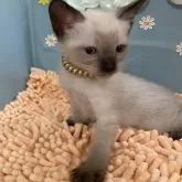 オリエンタルショートヘア【北海道・男の子・2025年5月23日・シールポイント】の写真6