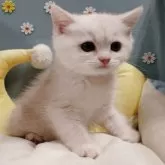 ミヌエット(長足)【北海道・男の子・2025年9月12日・クリームカメオマッカレルタビー】の写真3