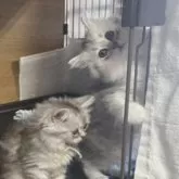 ミヌエット(長足)【北海道・女の子・2025年6月23日・シルバーマッカレルタビー】の写真4