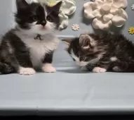 ノルウェージャンフォレストキャット【北海道・男の子・2024年11月17日・ブラウンタビー&ホワイト】の写真4「左側の子です」