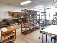 ミヌエット(長足)【北海道・女の子・2025年6月23日・シルバーマッカレルタビー】の写真5