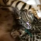 ベンガル【北海道・女の子・2025年7月14日・ブラウンスポテッドタビー】の写真5