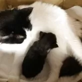 ノルウェージャンフォレストキャット【北海道・男の子・2025年10月15日・ブラック&ホワイト】の写真6