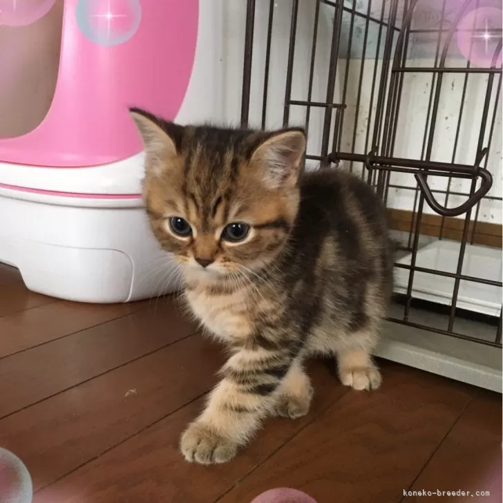 ID:2402-02014の子猫