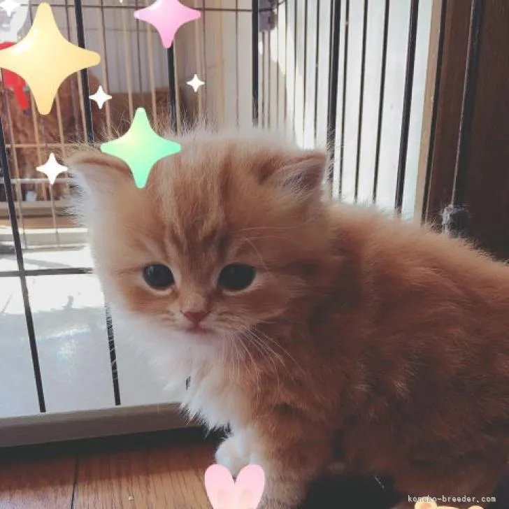 N.O 様のお迎えした子猫