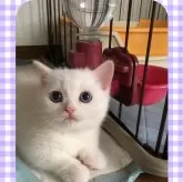 ミヌエット(短足)【徳島県・男の子・2023年12月30日・ブルー&ホワイトバン】の写真1「✨綺麗なブルーアイ✨」