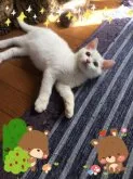 ミヌエット(長足)【徳島県・男の子・2023年6月1日・ブルー&ホワイトバン】の写真4「9/5撮影」
