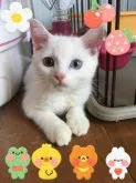 ミヌエット(長足)【徳島県・男の子・2023年6月1日・ブルー&ホワイトバン】の写真5「9/5撮影」