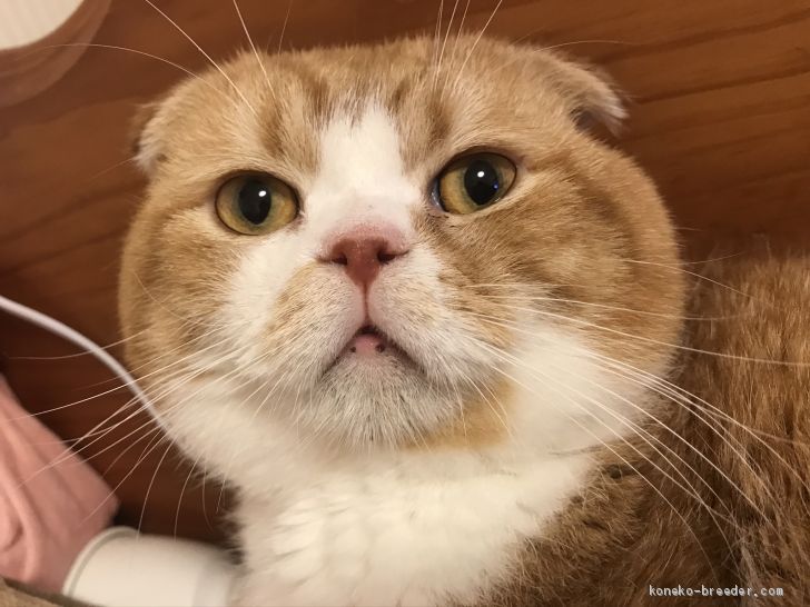 中園子ブリーダー