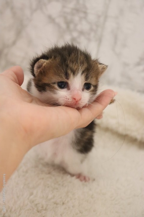 中園子ブリーダーのブログ：スコティッシュフォールドの子猫が産まれました♥️