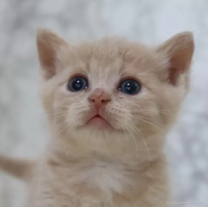ID：2404-03174の子猫