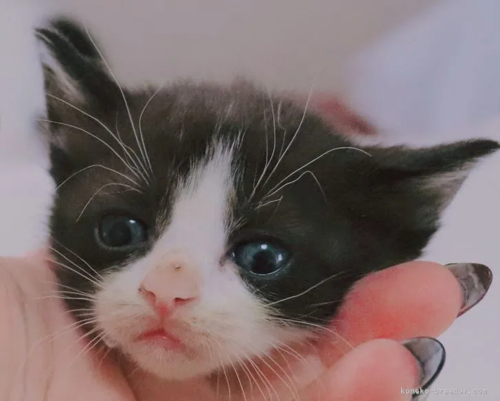ID:2110-00611の子猫