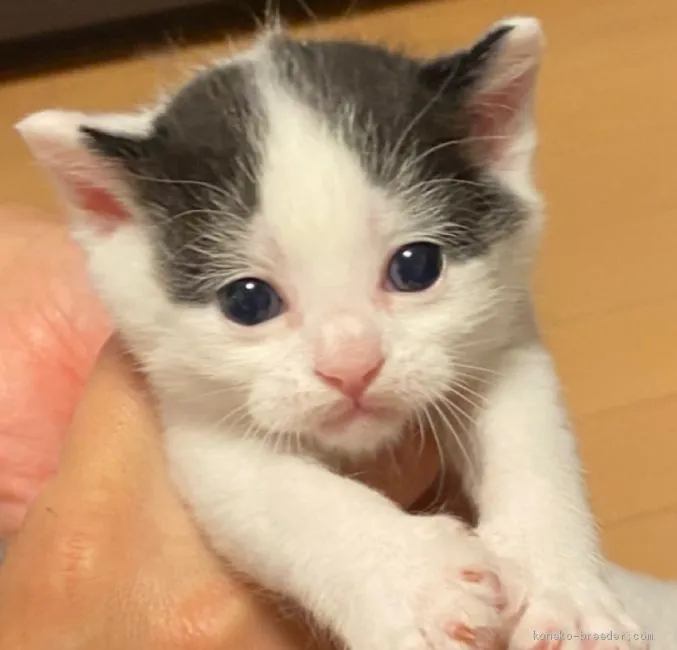 ID:2009-01550の子猫
