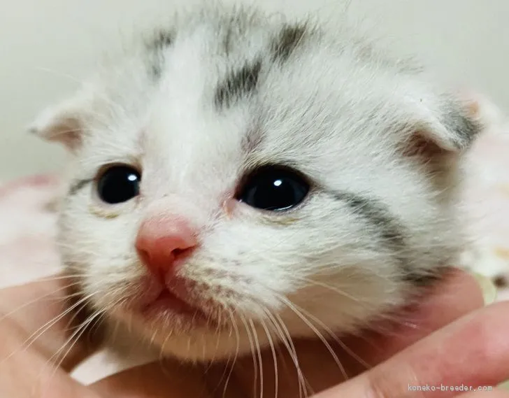ID:2101-01611の子猫