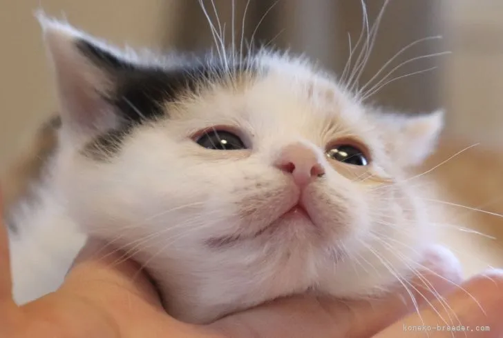 ID：2112-01961の子猫