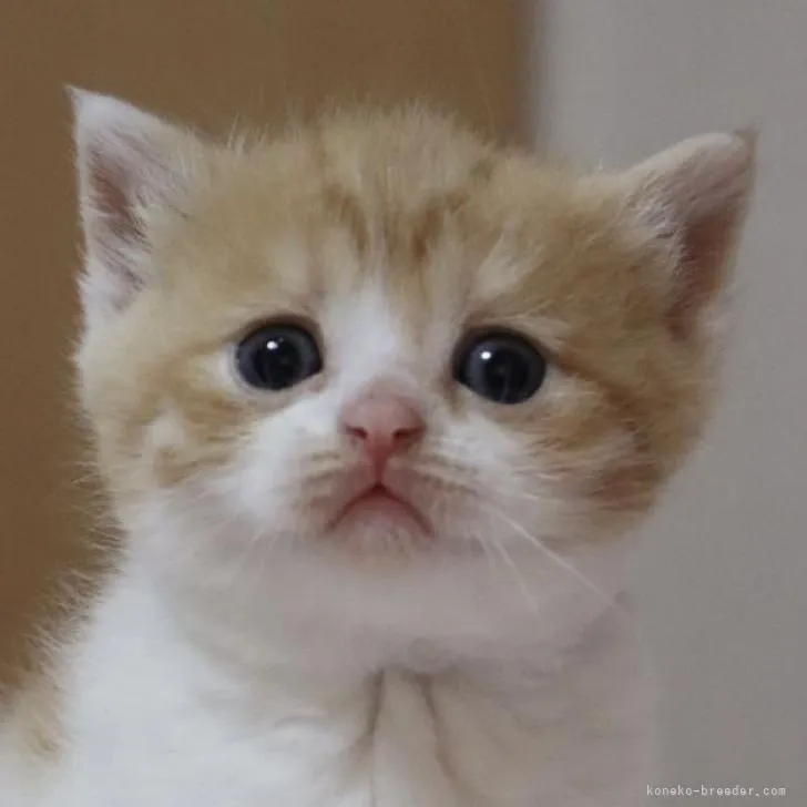 ID:2210-01243の子猫