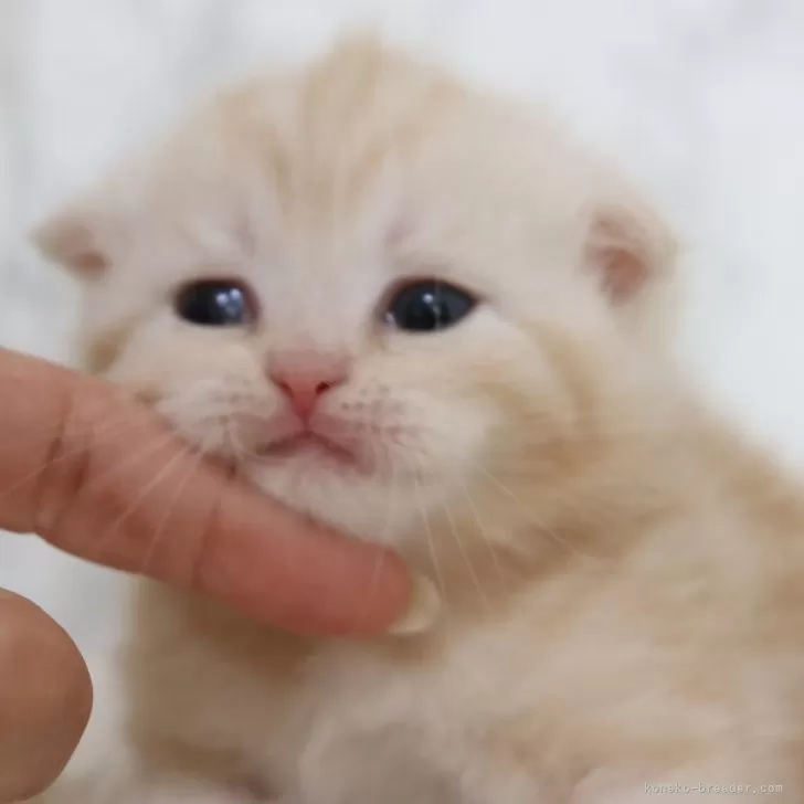 ID:2403-01274の子猫