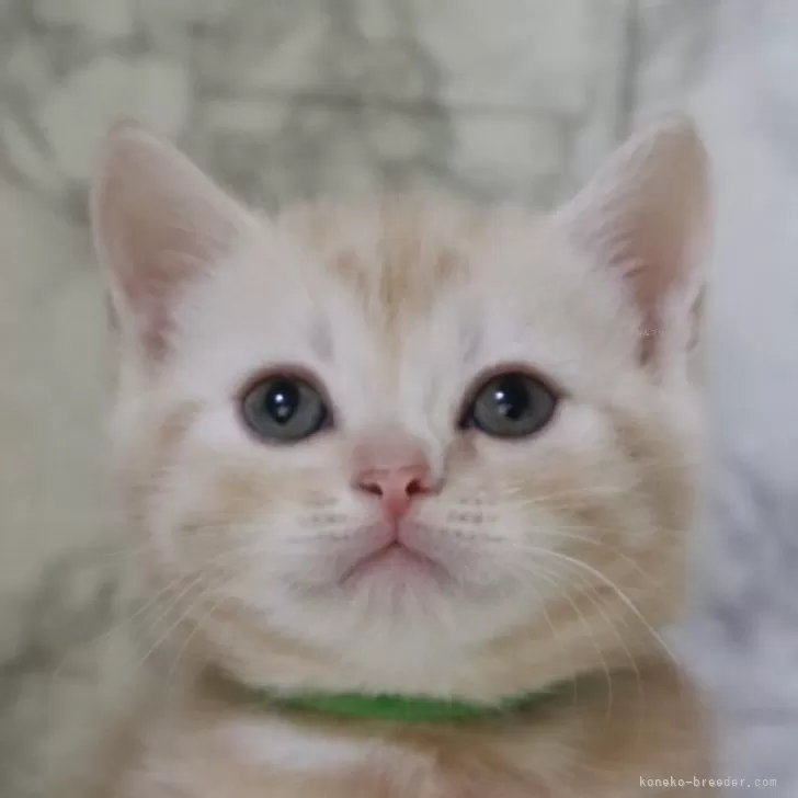 ID：2406-03326の子猫