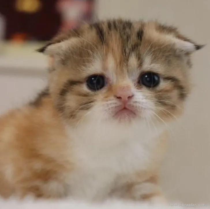 ID：2304-00215の子猫