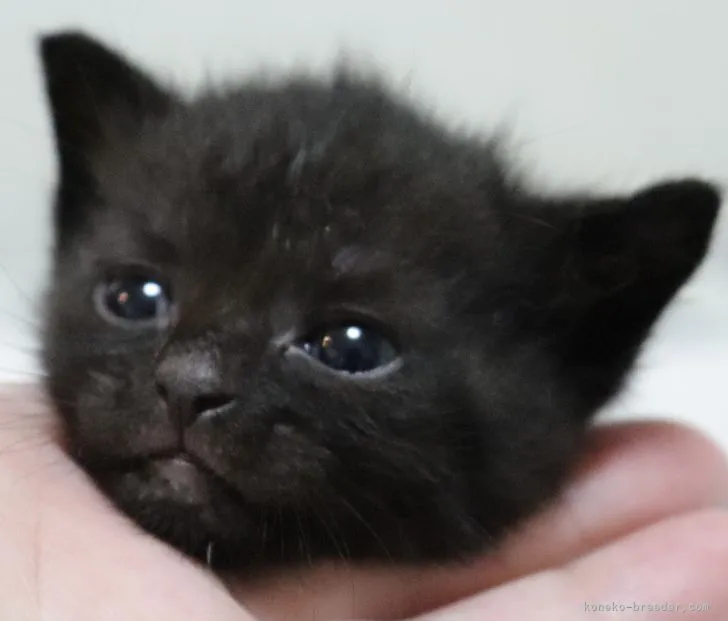 ID：2110-00909の子猫