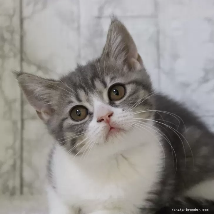 ID:2406-00290の子猫