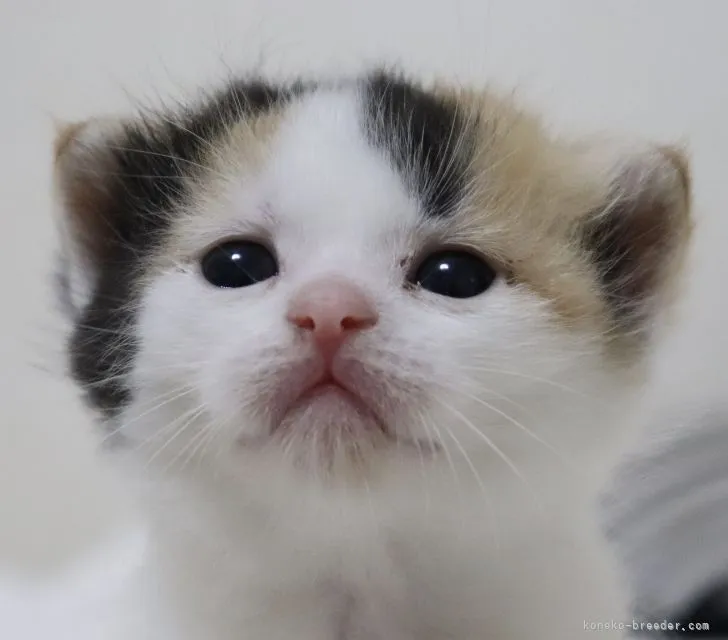 ID:2107-00738の子猫