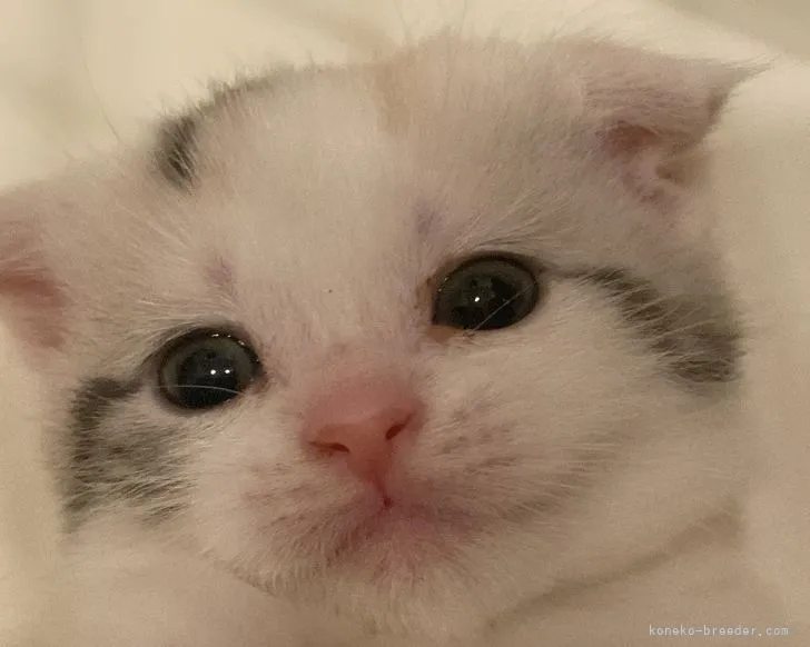 ID:2111-02299の子猫