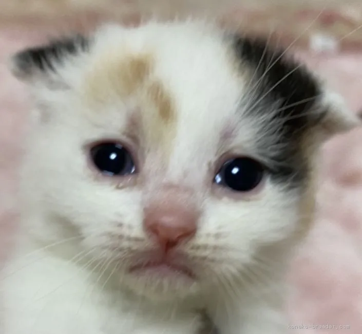 ID:2101-01771の子猫